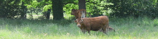 franse koe